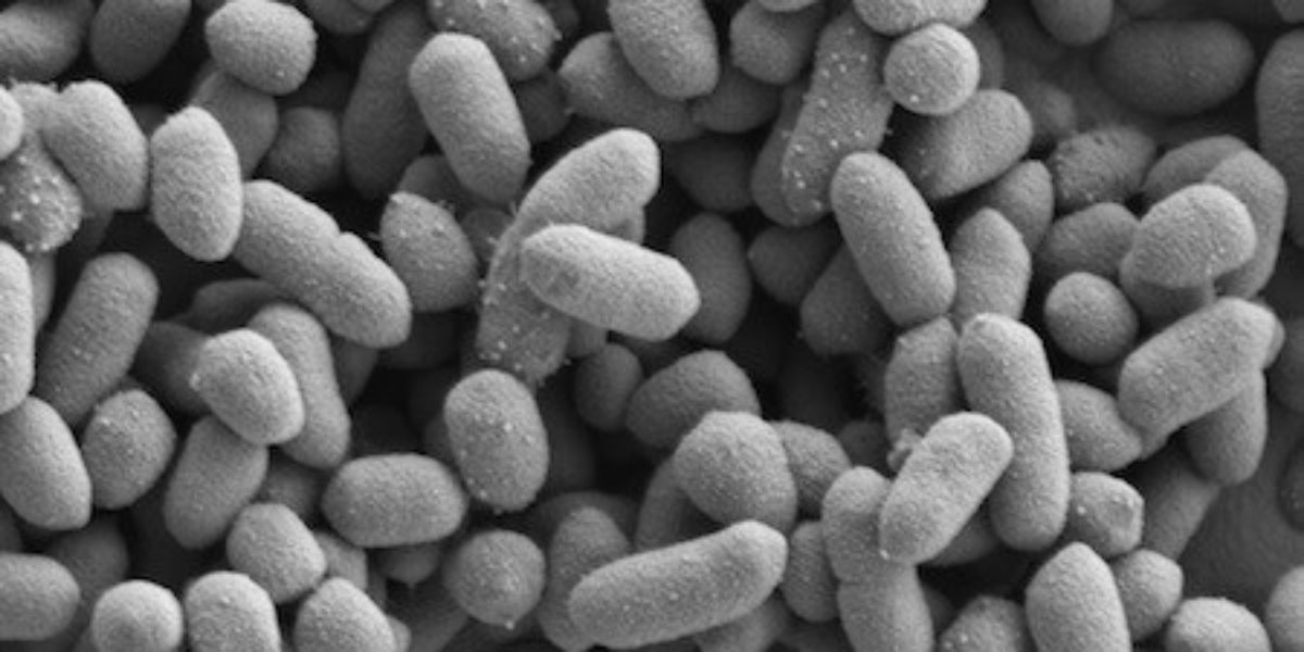   Bacteroidetes